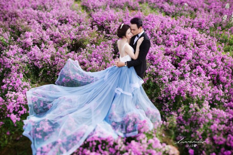 chụp ảnh cưới lavender