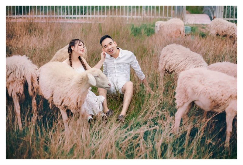 chụp hình cưới phim trường quận 9  có vài con cừu