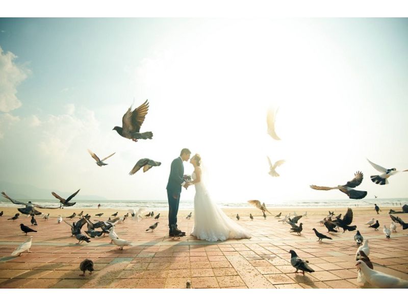 Studio chụp ảnh cưới đẹp Hà Nội ở bãi biển cùng đàn chim 